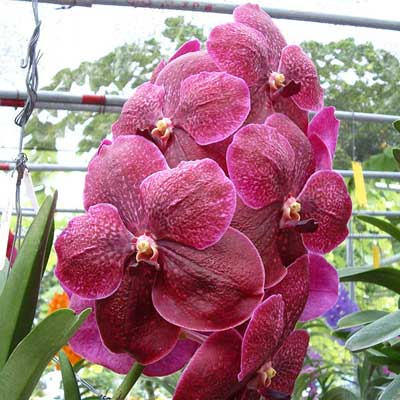 Vanda Robert Delight 'Dark Red'