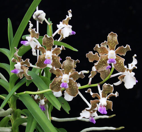 Vanda tessellata