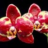 Phalaenopsis YangYang Red Diamond (Huar Jiu Diamond x Dou-dii Super Star)