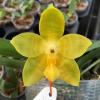Phalaenopsis Yaphon Yellow Bloom