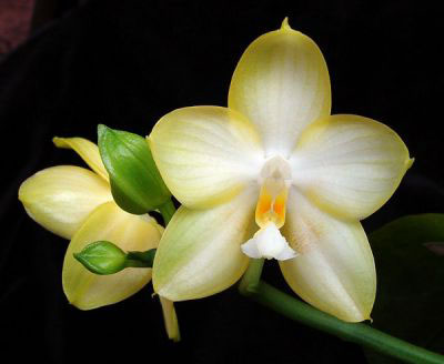 Phalaenopsis Yungho Gelb Canary