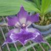 Zygonisia Murasakikomachi