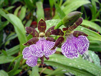 Zygopetalum Barbel Hohn