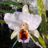 Cattleya percivaliana coerulea '#1'